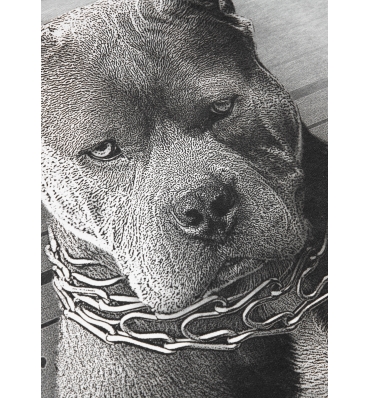 PitBull West Coast - Pánska KP mikina MUGSHOT šedá (5)
