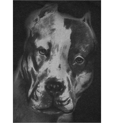 PitBull West Coast - Pánska KP mikina SAN DIEGO II tmavošedá (4)